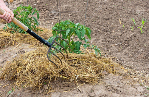 Mulching Tomatoes