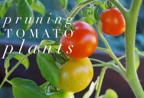 Pruning Tomatoes