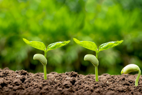 Germination in Humidity: How to Start Seeds Successfully in Tropical Climates