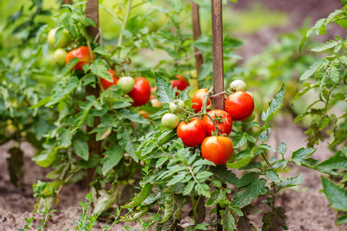 Tomato diseases & prevention