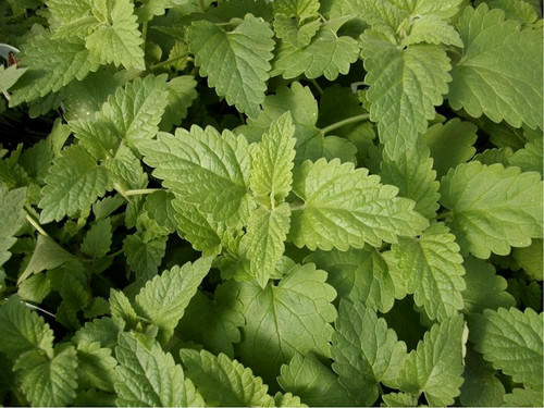 Wild Craft Mendocino Catnip Seeds – Heirloom, Non-GMO, Organically Grown (Packed For 2025)