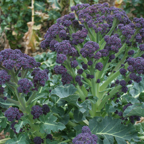 Broccoli 'Summer Purple' 50 Seeds (Brassica oleracea) Vegetable Heirloom