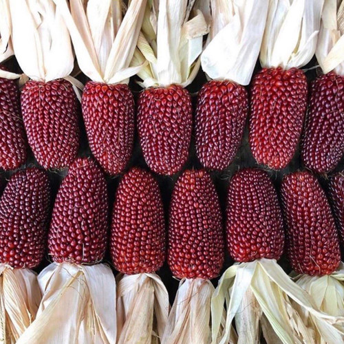 Corn Organic 'Red Strawberry' 60-80 Seeds (Zea mays) Vegetable Heirloom