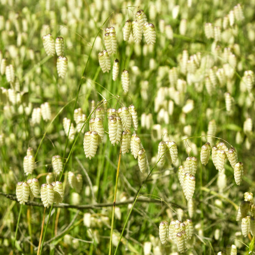 Quaking Grass 100-200 Seeds (Briza maxima L.) Flower Heirloom