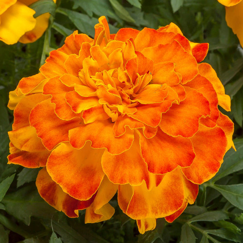 French Marigold  'Valencia' 300-320 Seeds Flower Heirloom