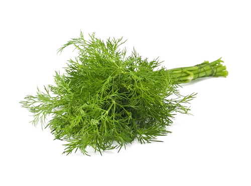 Dill Organic 'Common' 5g of Seeds (Anethum graveolens) Herb Heirloom