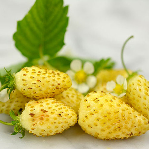 Alpine Strawberry 'Yellow Cream' 200-320 Seeds (Fragaria vesca L.) Fruit Heirloom