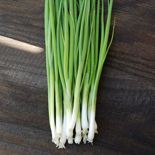 Shallot Rossa lunga di Firenze Onion Seeds - Price €1.95