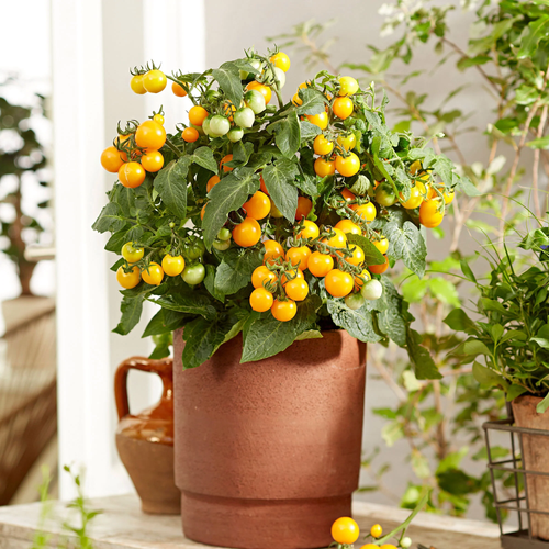 Tomato 'Venus' 20-30 Seeds (Solanum lycopersicum) Vegetable Heirloom