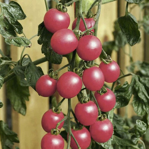 Tomato 'Raspberry Baby (Solanum Lycopersicum) Vegetable Plant Heirloom,30-40 Seeds