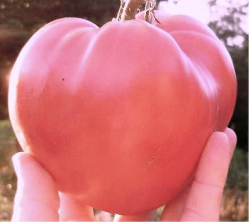 Tomato 'Pink Oxheart' 20-30 Seeds (Lycopersicon esculentum Mill.) Vegetable Heirloom