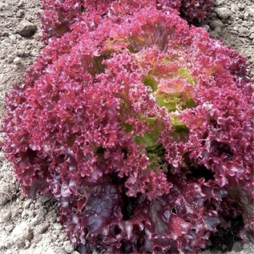 Lettuce 'Lollo Rossa' 800-1200 Seeds (Lactuca sativa L.) Vegetable Heirloom