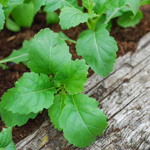 Wild Wall Rocket 'Wasabi' 1700-2000 Seeds (Diplotaxis muralis) Vegetable Heirloom