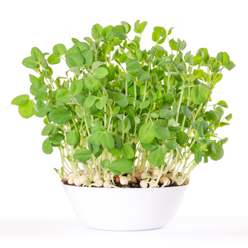 Pea Organic Microgreens 20g of Seeds (Pisum Sativum) Heirloom