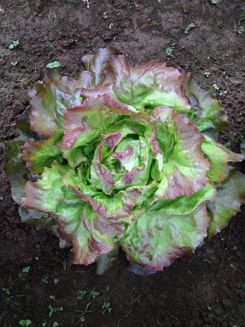 Lettuce Red Iceberg 'Derel' 800-1000 Seeds (Lactuca sativa) Vegetable Heirloom