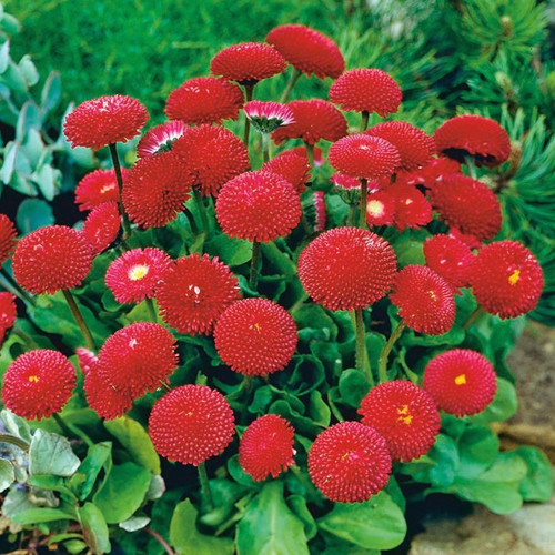 Daisy English 'Radar' 1200 Seeds (Bellis perennis L.) Flower Heirloom