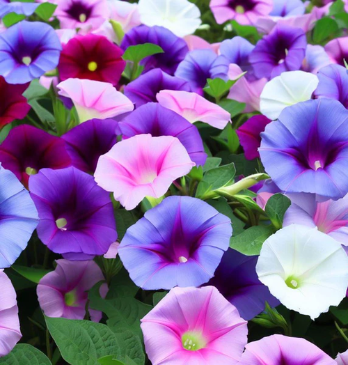 Tall Morning Glory 'Mix' (Ipomoea purpurea) Flower Heirloom Seeds 2g