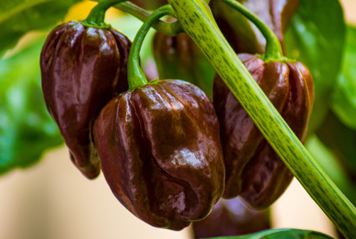 Piment Habanero Chocolat (c. Chinense) - Graines Baumaux