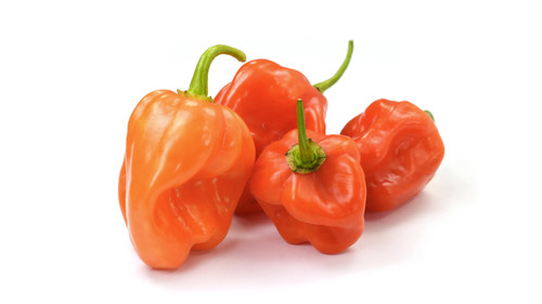 GRAINES - Piment Habanero 'Chocolat' (Capsicum chinense) - Monde Végétal