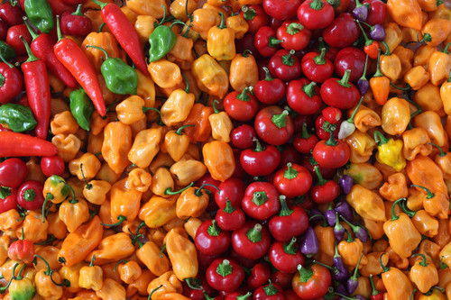 Hot Chili Pepper Super Pack (Capsicum chinense & annuum) 75 Seeds Vegetable Heirloom