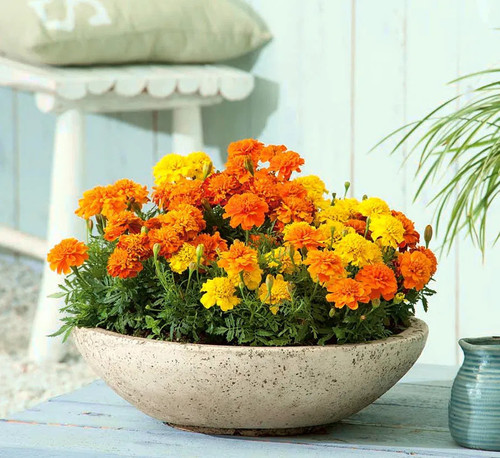 French Marigold 'Bonita Dwarf Mix'