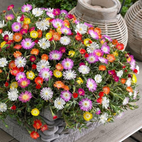 Livingstone Daisy 'Pastel' (Cleretum bellidiforme) Flower Heirloom Seeds