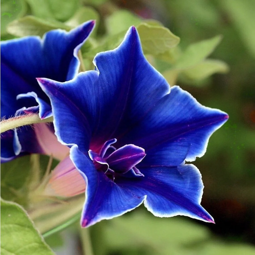 Japanese Morning Glory 'Kikyo-Zaki' (Ipomoea Nil) Flower 0.5g Seeds