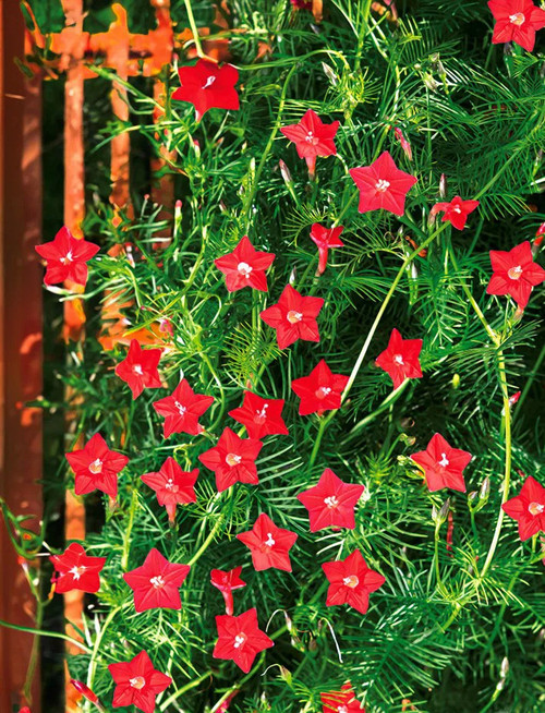Cypress Vine Rare Flower Heirloom 0.5g Seeds