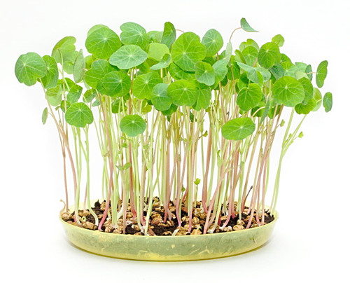 Organic Nasturtium Microgreens Edible Greens 15g (90-150) Seeds