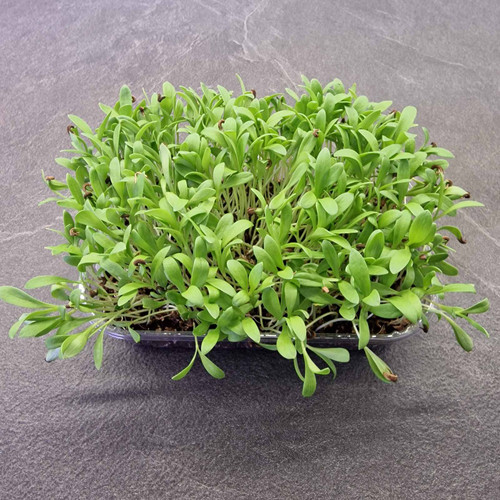Organic Calendula Marigold Microgreens Mild Edible Greens 8g (120 Seeds)