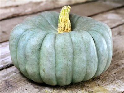 Pumpkin