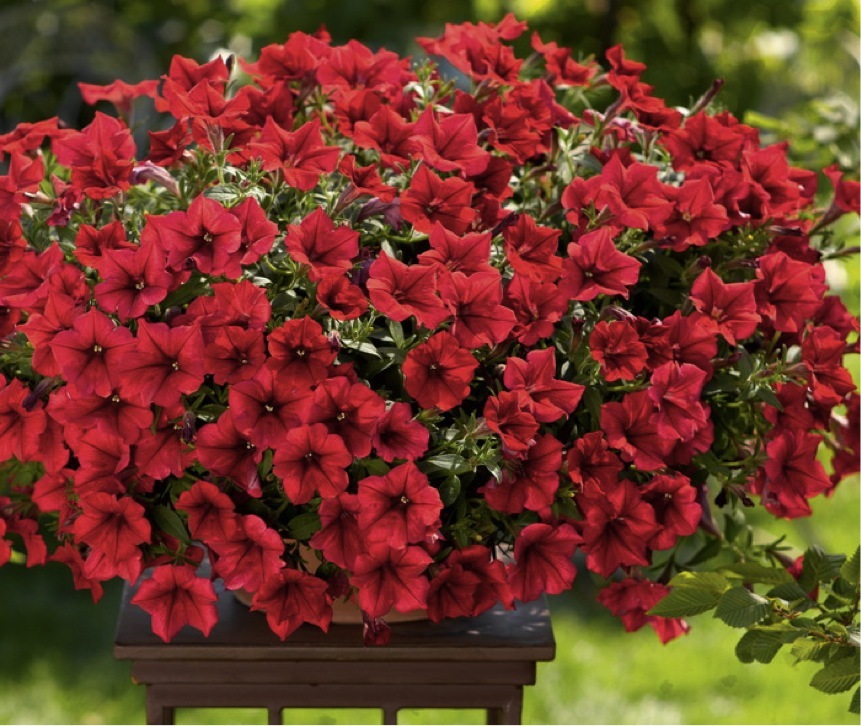 Petunias