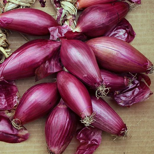 Shallot Rossa lunga di Firenze Onion Seeds - Price €1.95