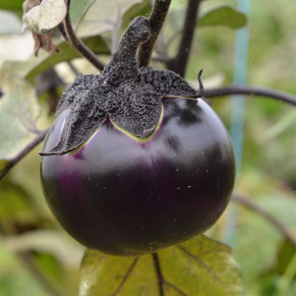 Eggplant 'Ronde De Valence' 100-110 Seeds (Solanum melongena) Vegetable Heirloom theseedsmaster