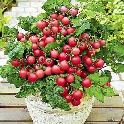 bear breeches plant Whitewater Acanthus Plant for Sale