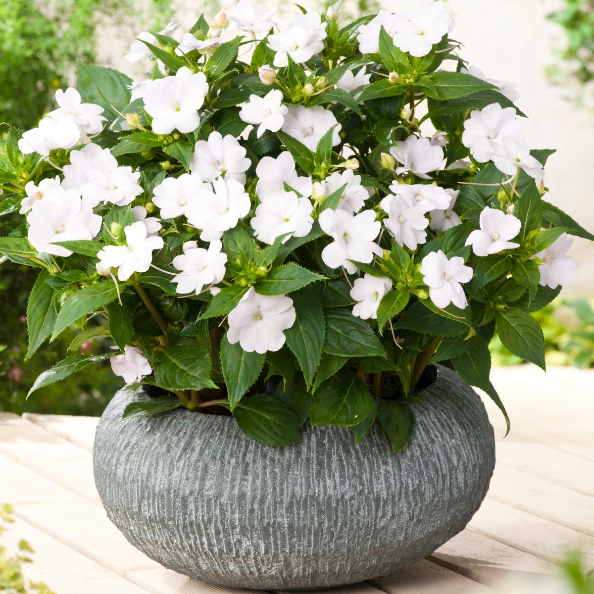 Busy Lizzie 'Impreza H White' 15 Seeds (Impatiens Walleriana Hook.) Flower  Hybrid - theseedsmaster