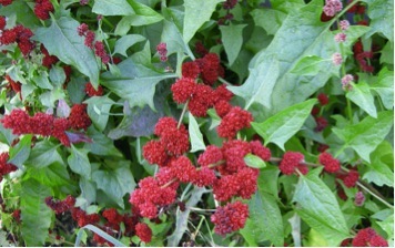 Strawberry Spinach
