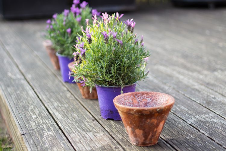 Growing Lavender in Tropics - theseedsmaster
