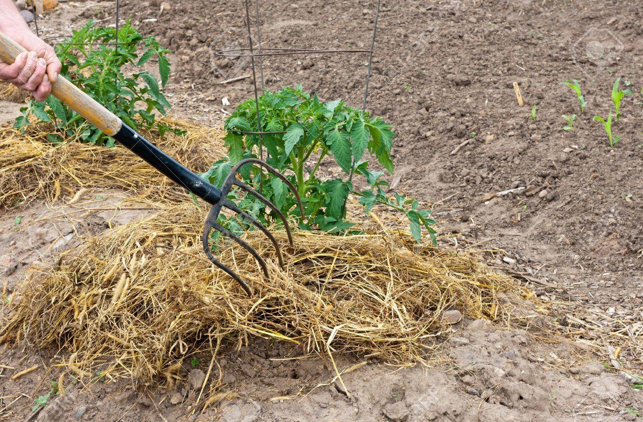 Mulching Tomatoes theseedsmaster