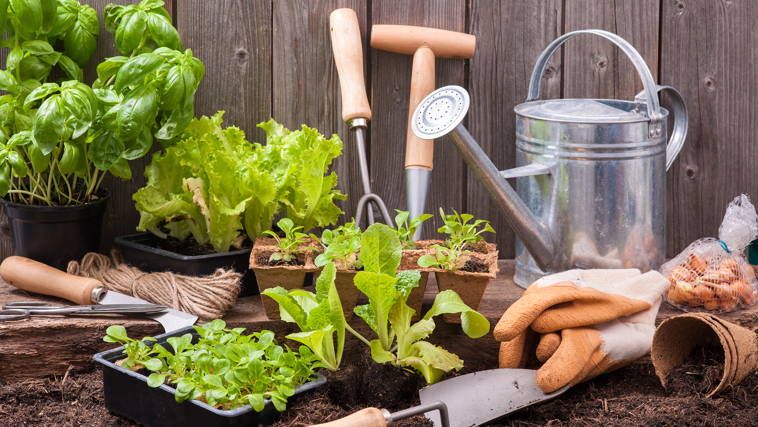 Planting & Growing Guide by theseedsmaster - theseedsmaster