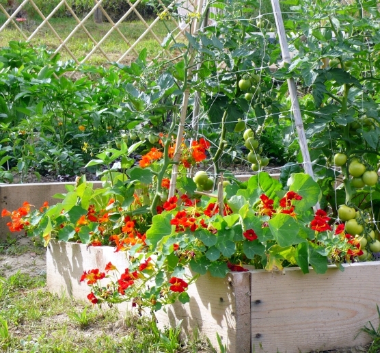 Image of Tomatoes and shiso companion plants