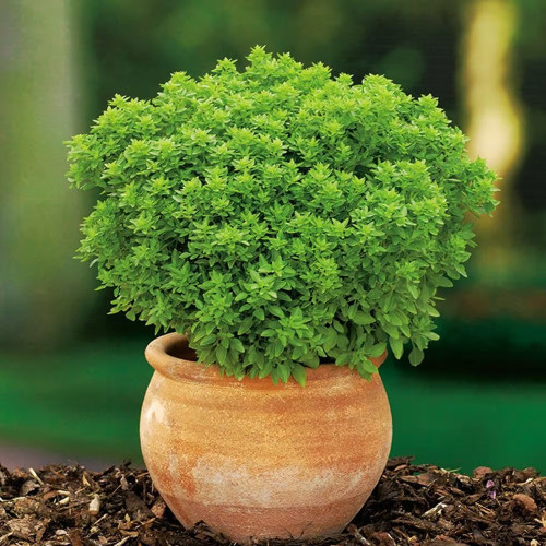 Valsa Basil Basil 'Palla Compatto' 650 Seeds (Ocimum basilicum L.) Herb Heirloom ...