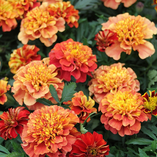 Marigold French 'Strawberry Blonde' 30 Seeds (Tagetes patula L.) Flower ...
