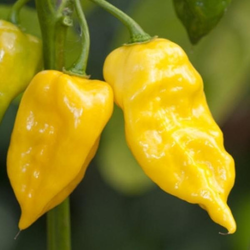 Habanero Piment Capsicum chinense Mélange 10 m² - Semences de légumes