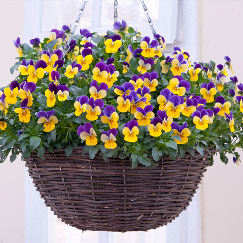 Viola 'Sorbet XP Yellow Jump Up' Pansy Flower 20 Seeds