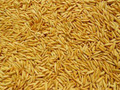 PADDY RICE-1KG