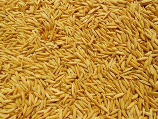 PADDY RICE-1KG