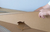 Realistic bear prop Cardboard Cutout