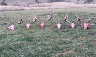 Hunting With Subsonic Ammunition