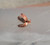 300 Blackout 242 gr "Big Brother" solid copper expander